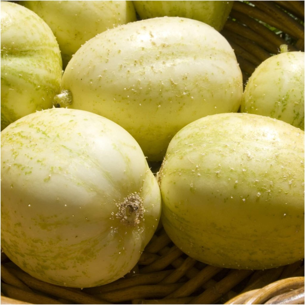 Cucumber - Crystal Apple seeds - Happy Valley Seeds