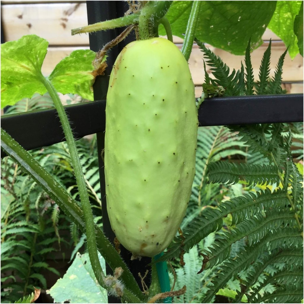 Cucumber - German Pickling seeds - Happy Valley Seeds