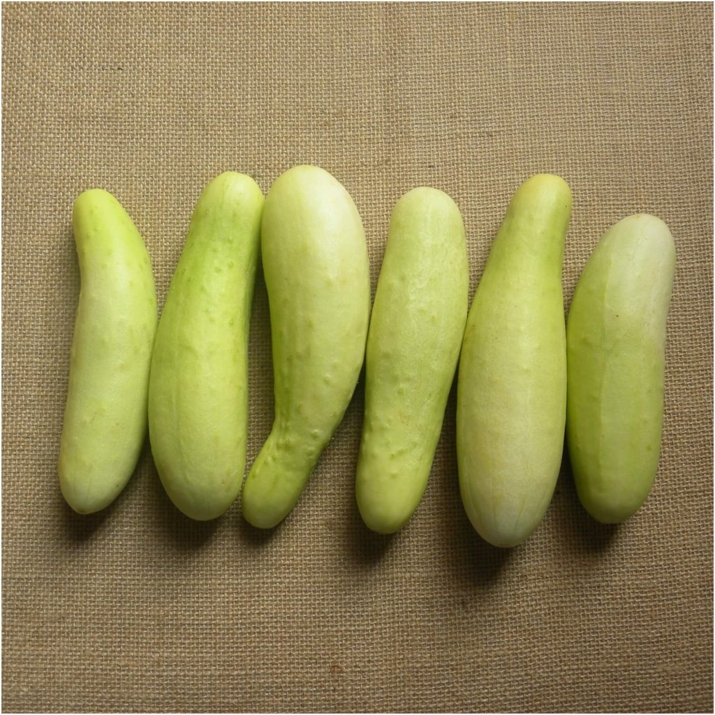 Cucumber - Jefferson seeds - Happy Valley Seeds