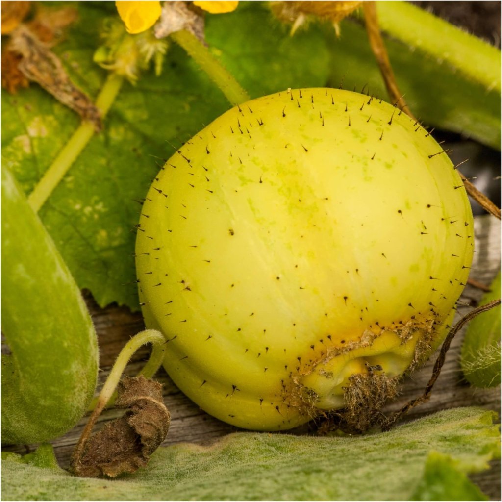 Cucumber - Lemon seeds - Happy Valley Seeds