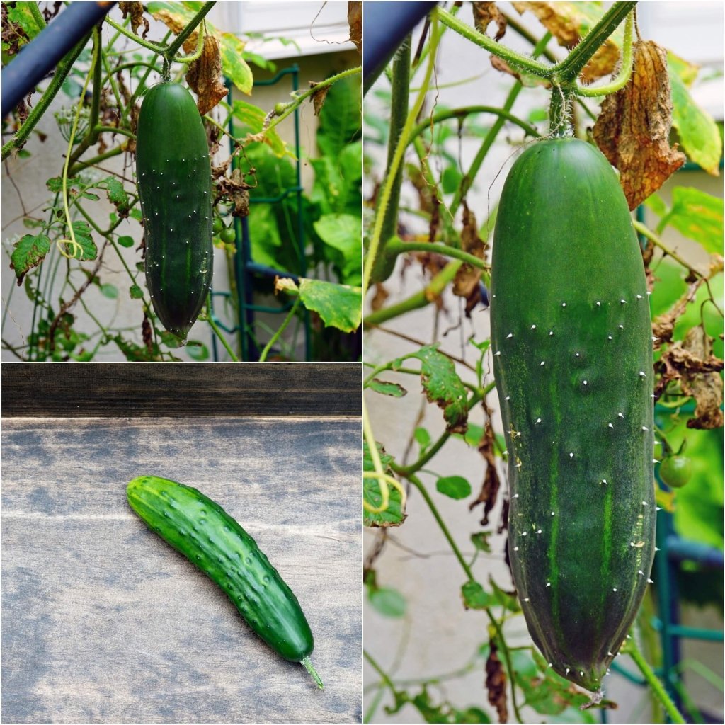Cucumber - Marketmore seeds (BULK) - Happy Valley Seeds
