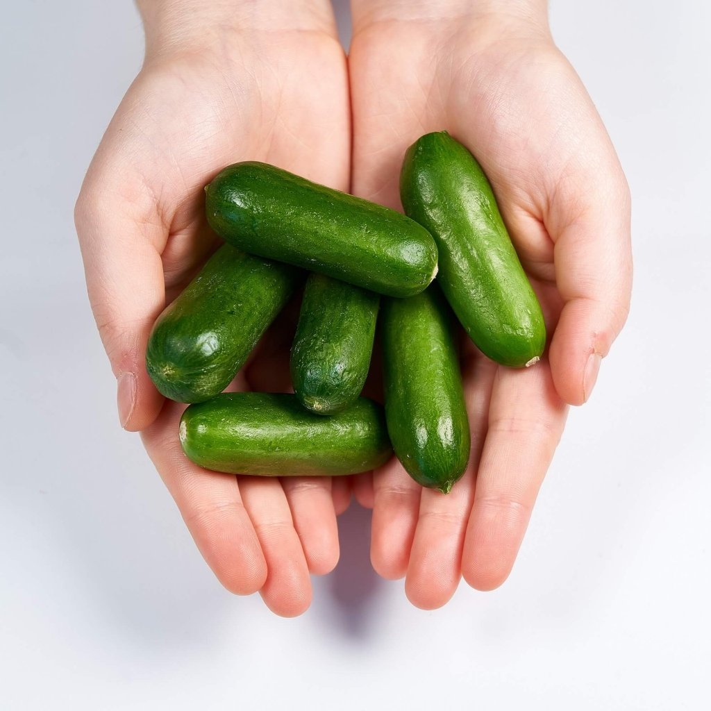 Buy Cucumber - Mini Munch (Mini Lebanese) F1 seeds Online | Happy Valley Seeds