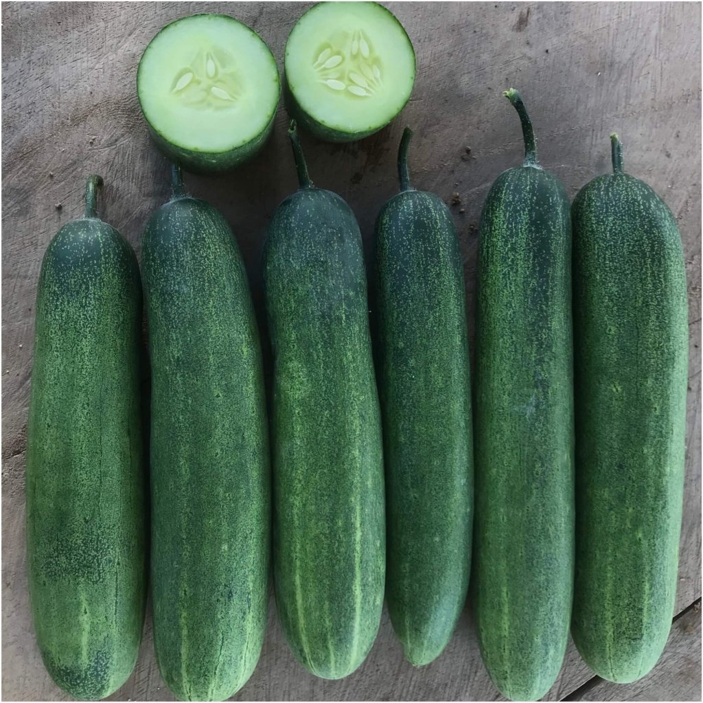 Cucumber - Mogwai F1 seeds - Happy Valley Seeds