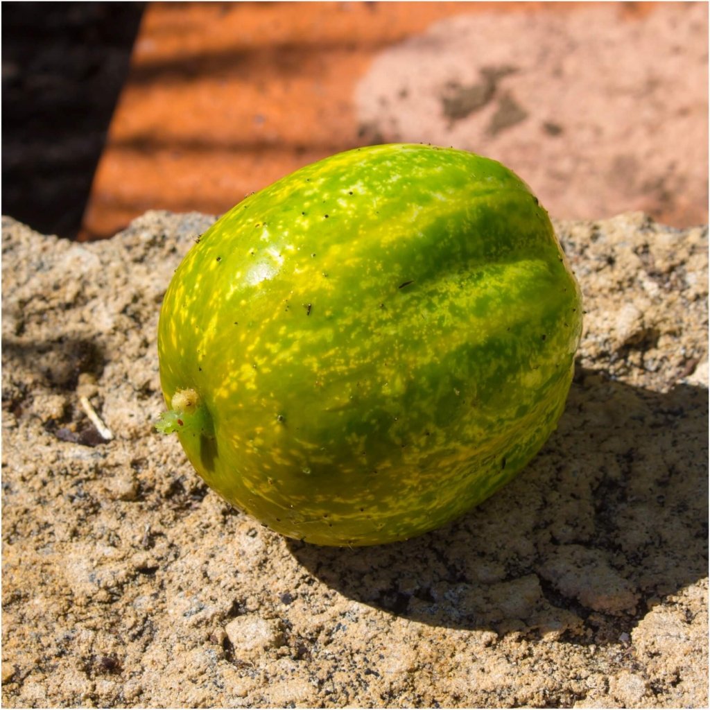 Cucumber - Richmond Green seeds - Happy Valley Seeds