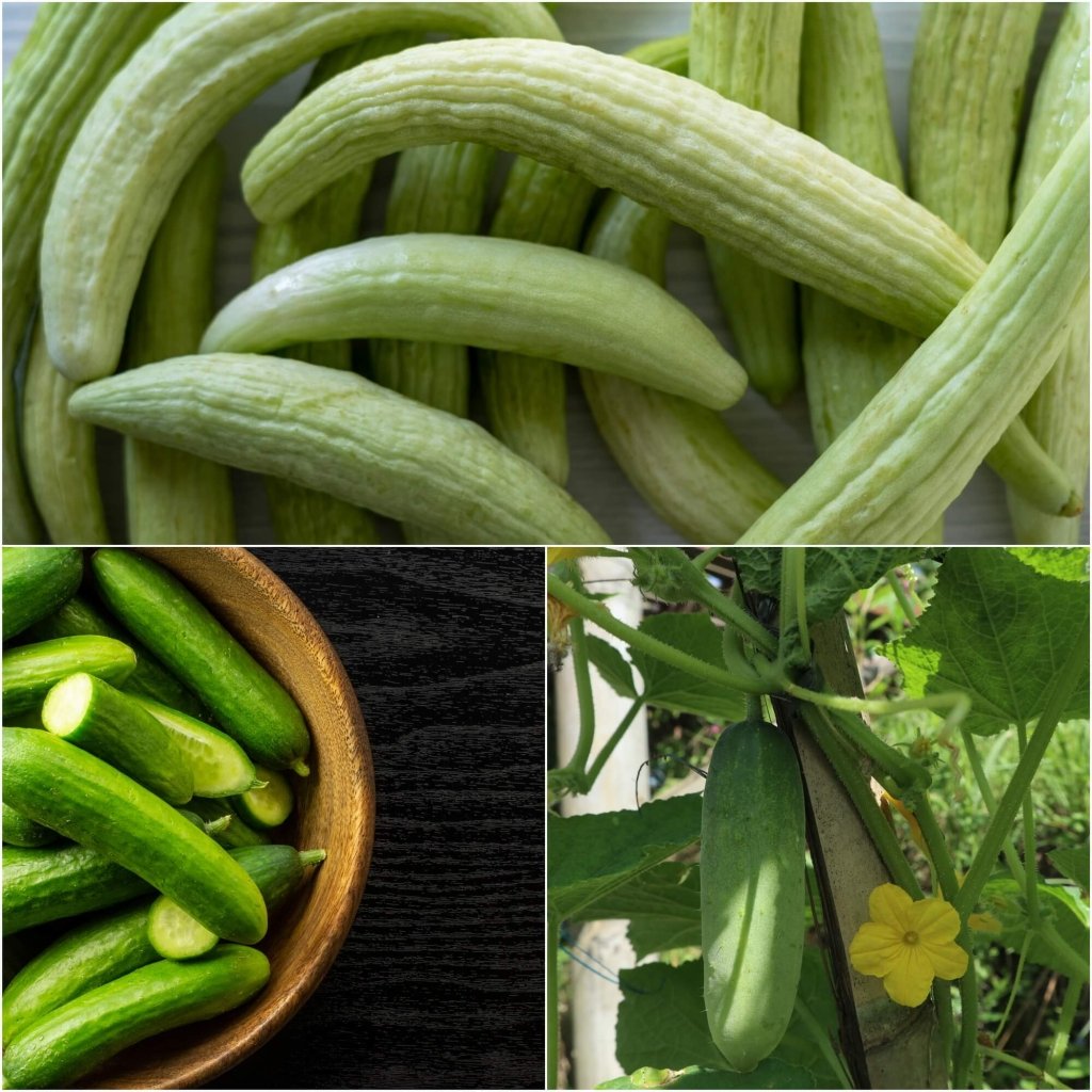 Cucumber Seeds - Assorted 3 Packs (A) - Happy Valley Seeds