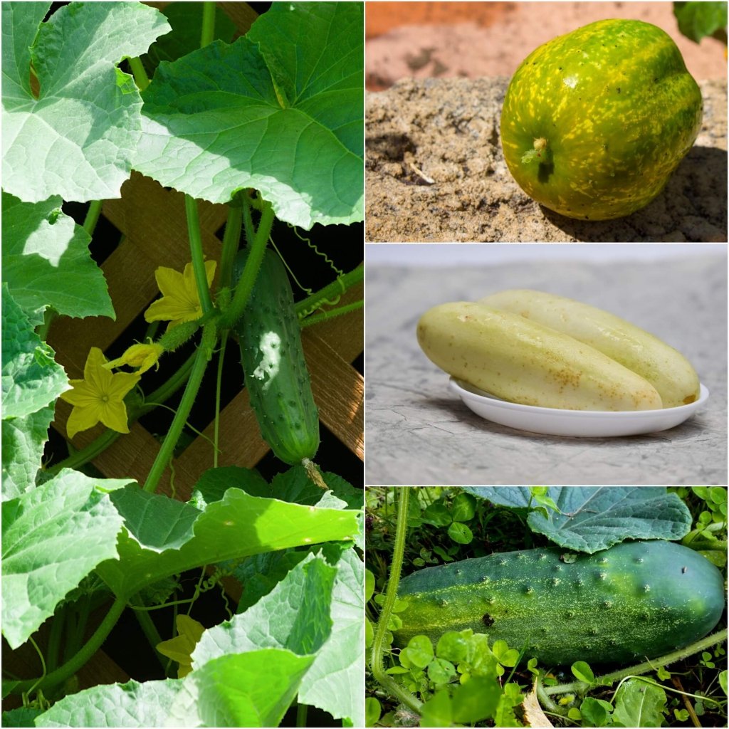 Cucumber Seeds - Assorted 4 Packs - Happy Valley Seeds