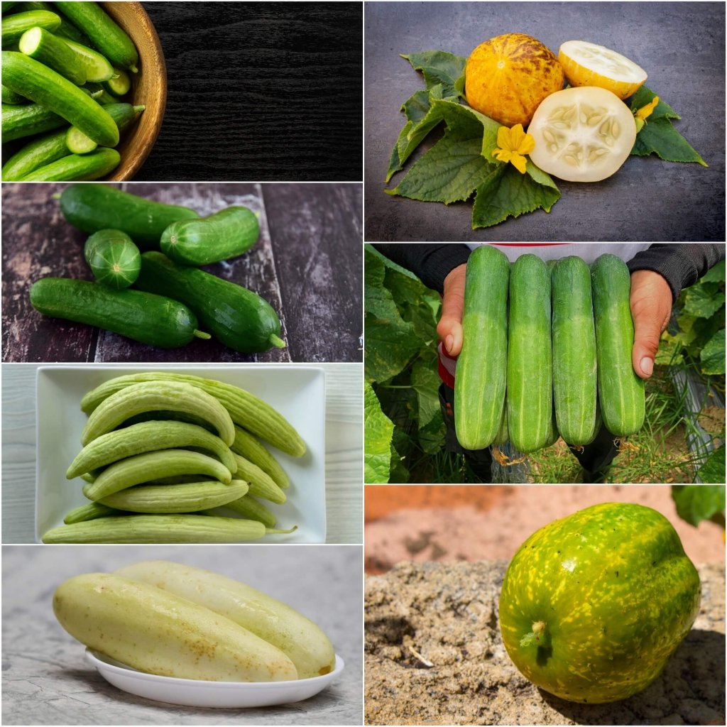 Cucumber Seeds - Assorted 7 Packs - Happy Valley Seeds