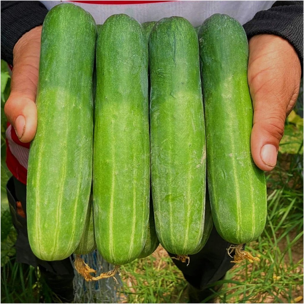 Cucumber - Straight Eight seeds - Happy Valley Seeds