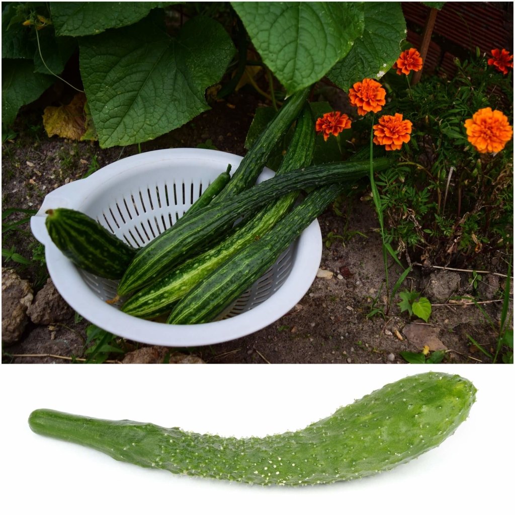 Cucumber - Suyo Long seeds - Happy Valley Seeds