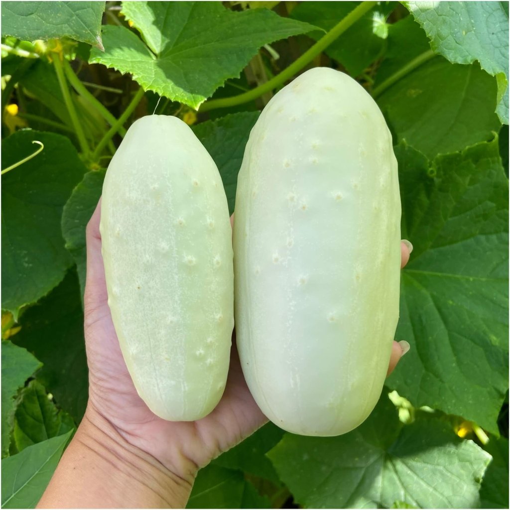 Cucumber White Spine seeds - Happy Valley Seeds
