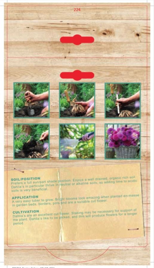 Dahlia Barbarry Bonafide (Pack of 1 Bulb) - Happy Valley Seeds