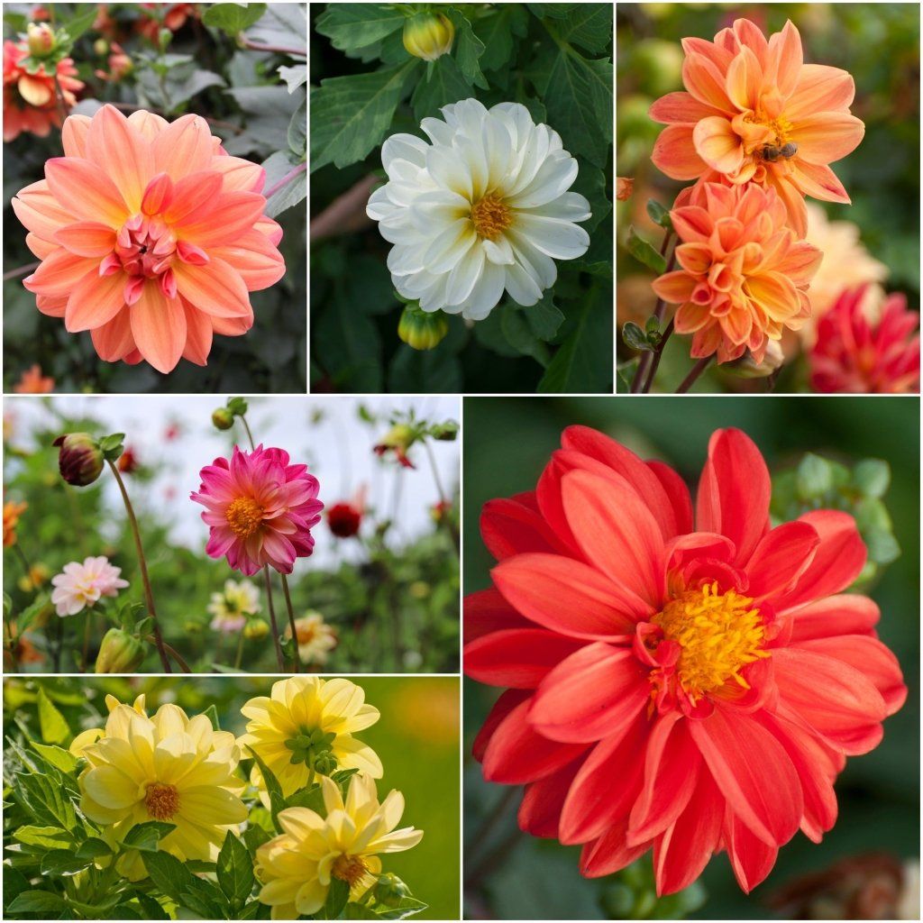 Dahlia - Bloody Mary Mix seeds - Happy Valley Seeds