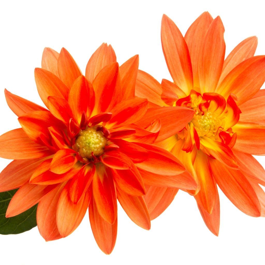 Dahlia - Delight Orange Shades seeds - Happy Valley Seeds