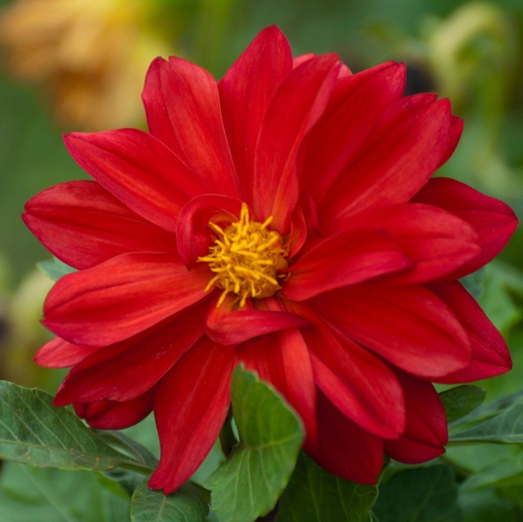 Dahlia - Delight Red Shades seeds - Happy Valley Seeds