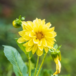 Dahlia - Delight Yellow Shades seeds