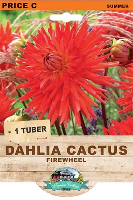 Dahlia Firewheel (Pack of 1 Bulb) - Happy Valley Seeds