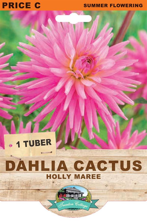 Dahlia Holly Maree (Pack of 1 Bulb) - Happy Valley Seeds