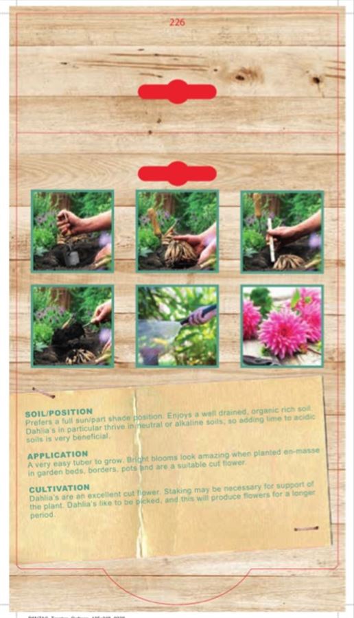 Dahlia Holly Maree (Pack of 1 Bulb) - Happy Valley Seeds