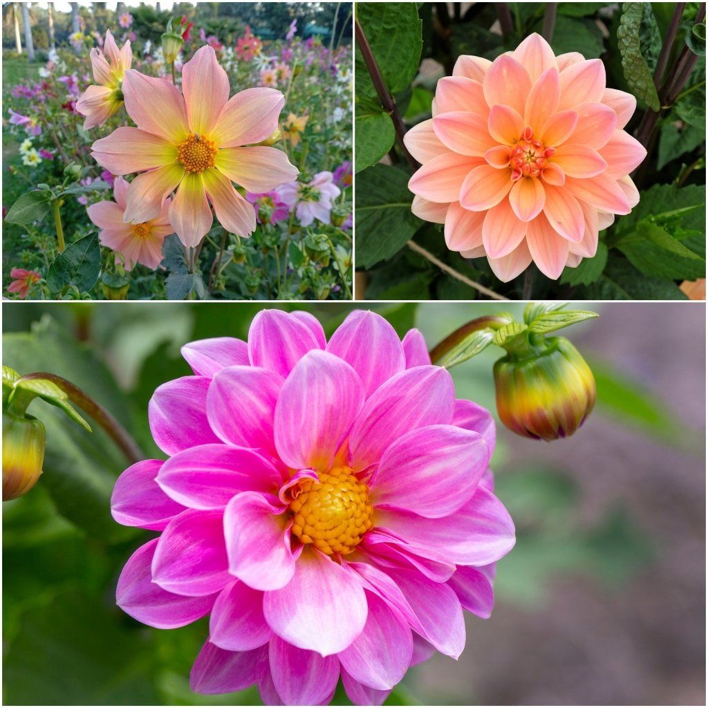 Dahlia - Unwins Bedding Mix seeds - Happy Valley Seeds