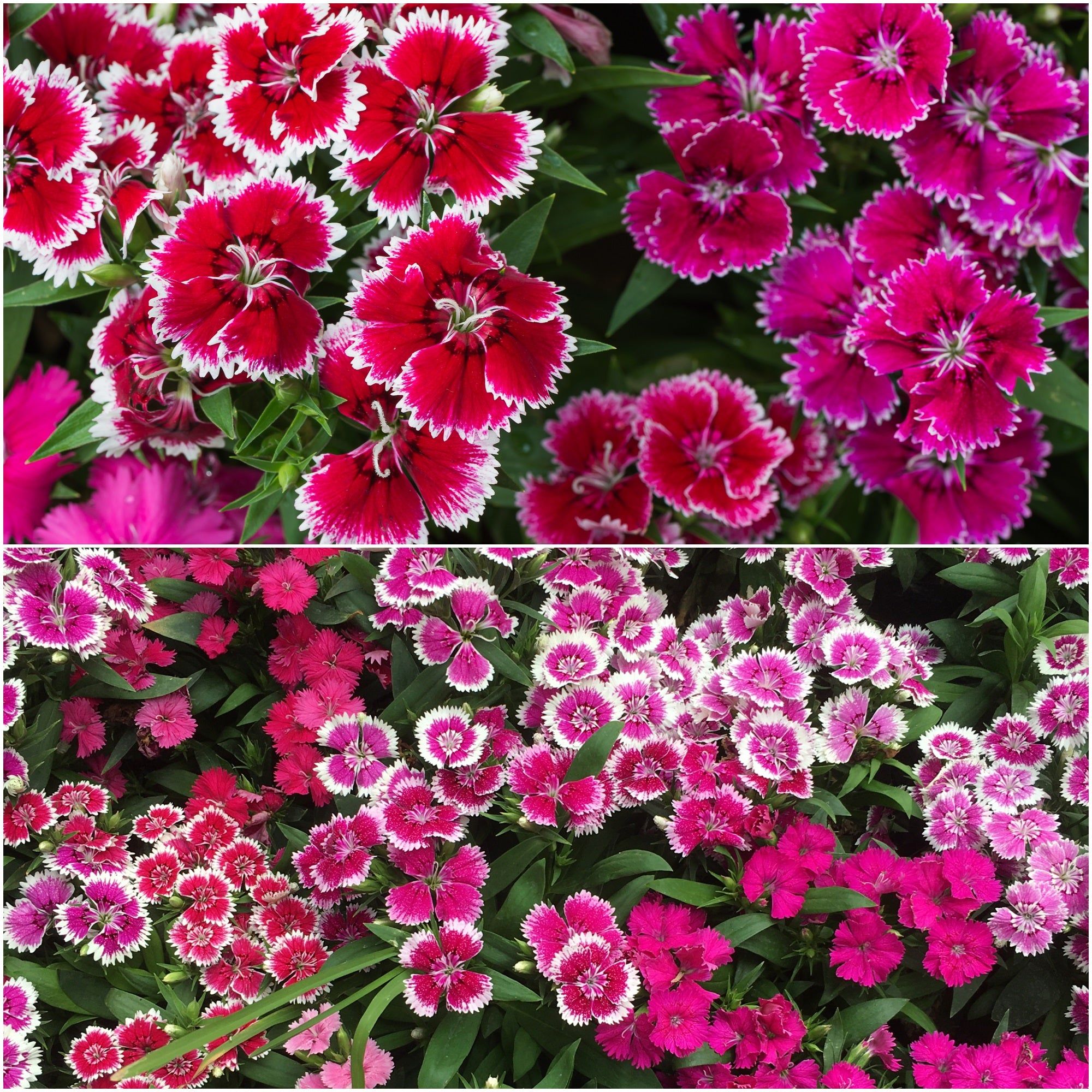 Dianthus - Baby Doll Mix seeds