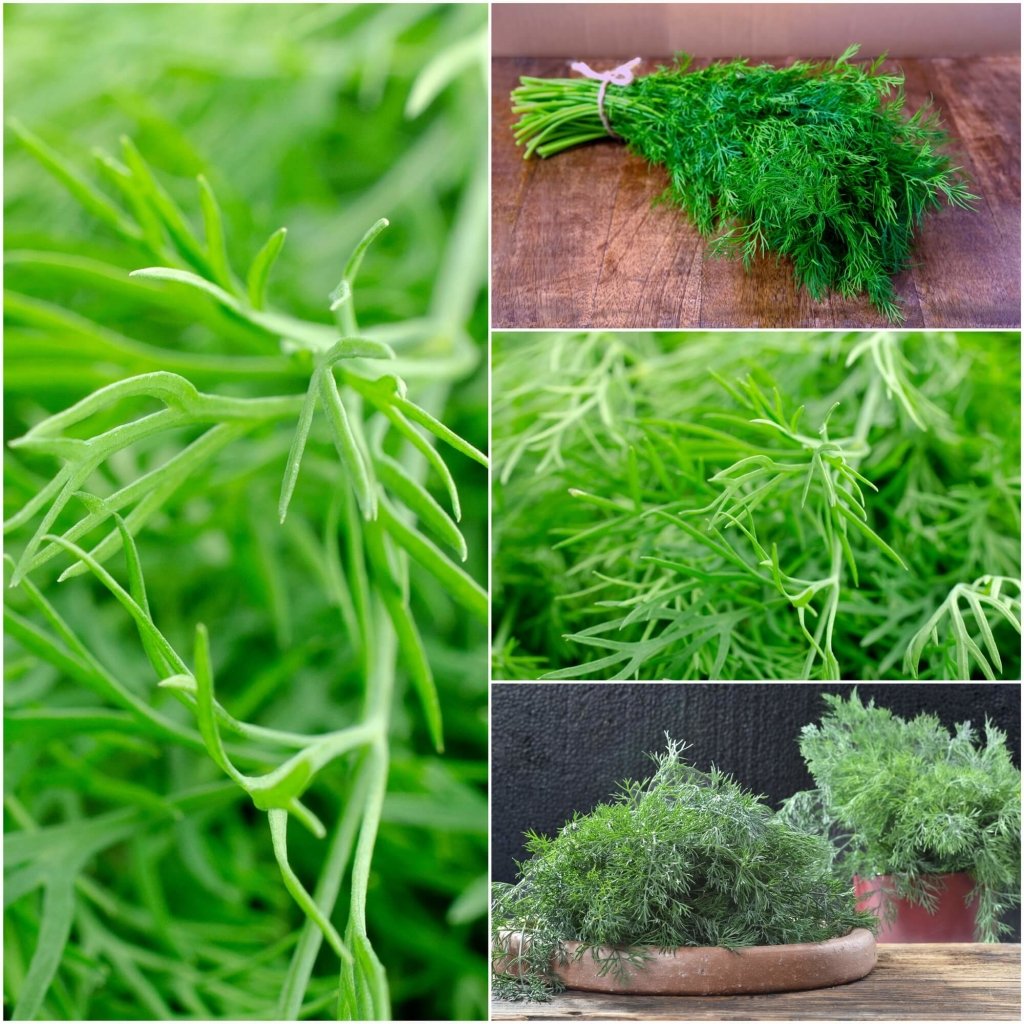 Dill - Compatto seeds - Happy Valley Seeds