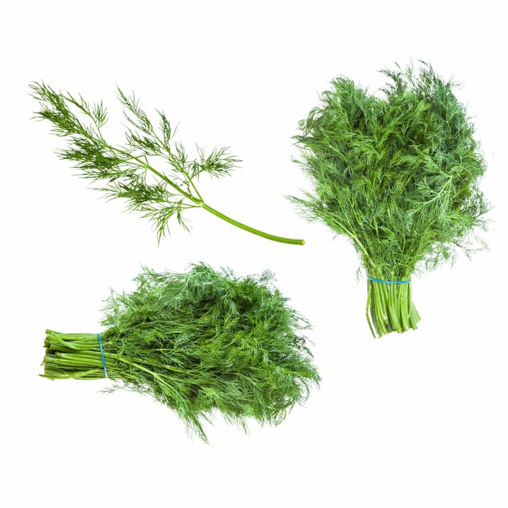 Dill - Dilligence seeds - Happy Valley Seeds
