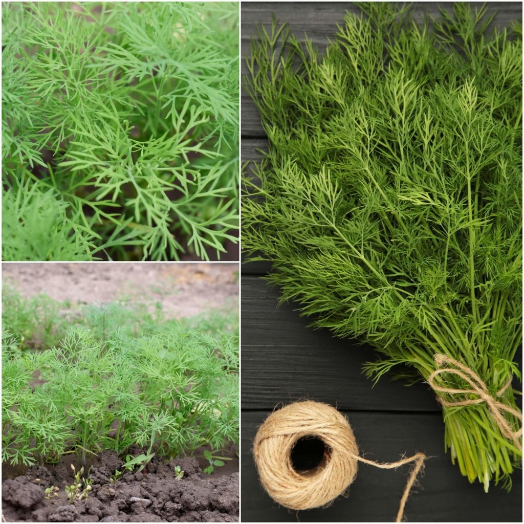 Dill - Dukat seeds - Happy Valley Seeds