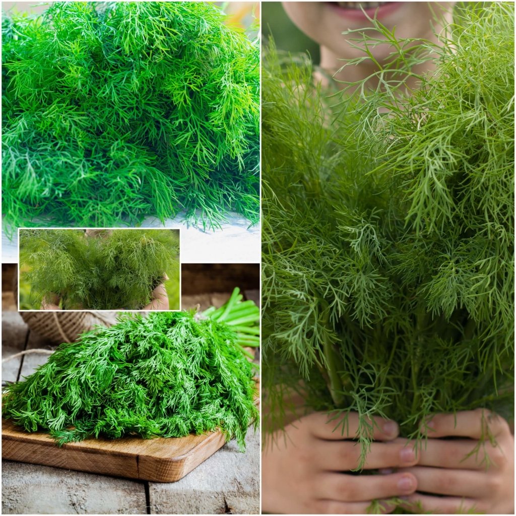 Dill - Mammoth seeds - Happy Valley Seeds