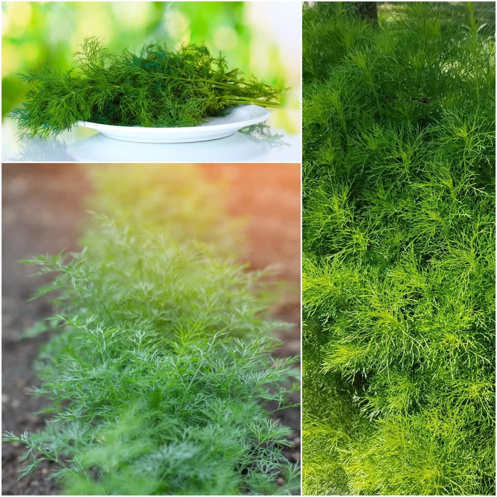 Dill - Palatine seeds - Happy Valley Seeds