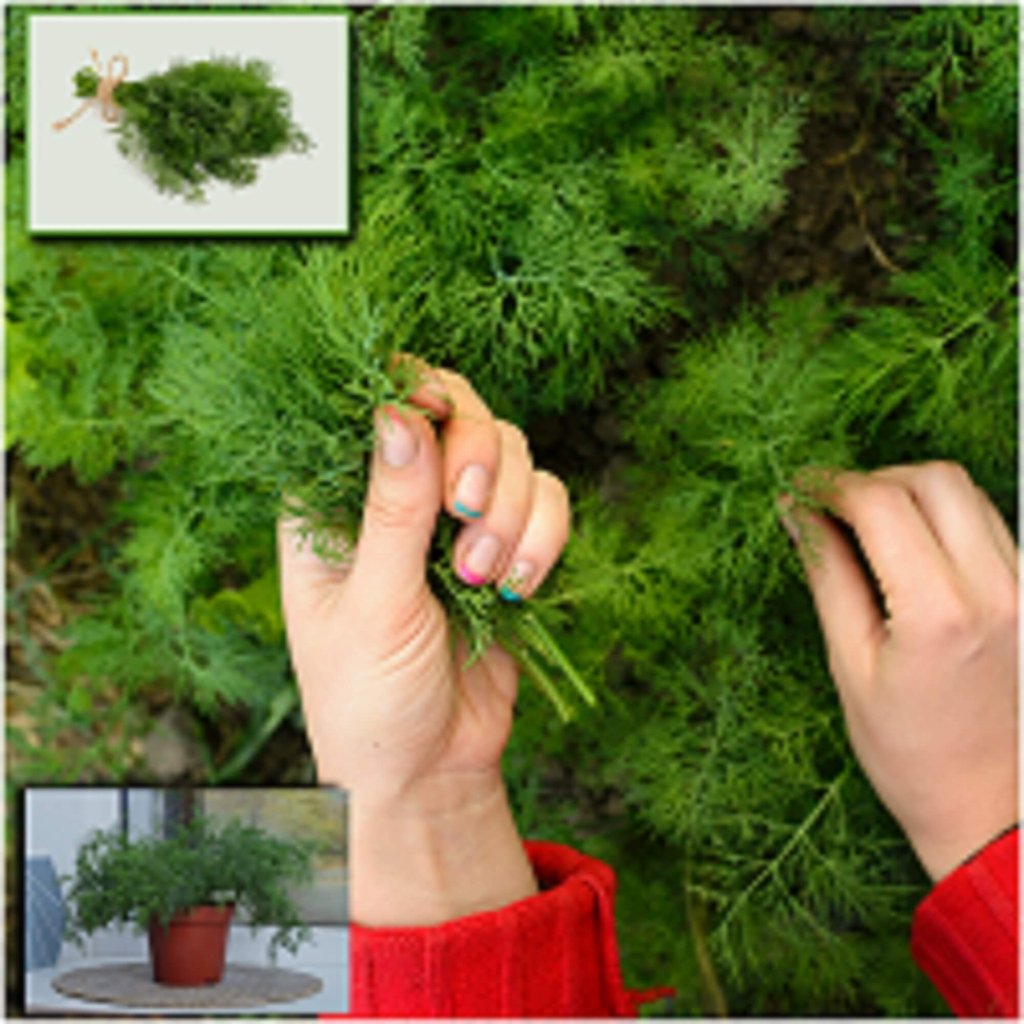 Dill seeds - Happy Valley Seeds