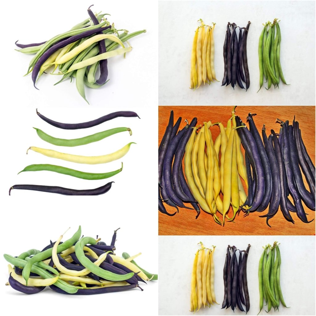 Dwarf Bean - Heirloom Mix (Bush) seeds - Happy Valley Seeds