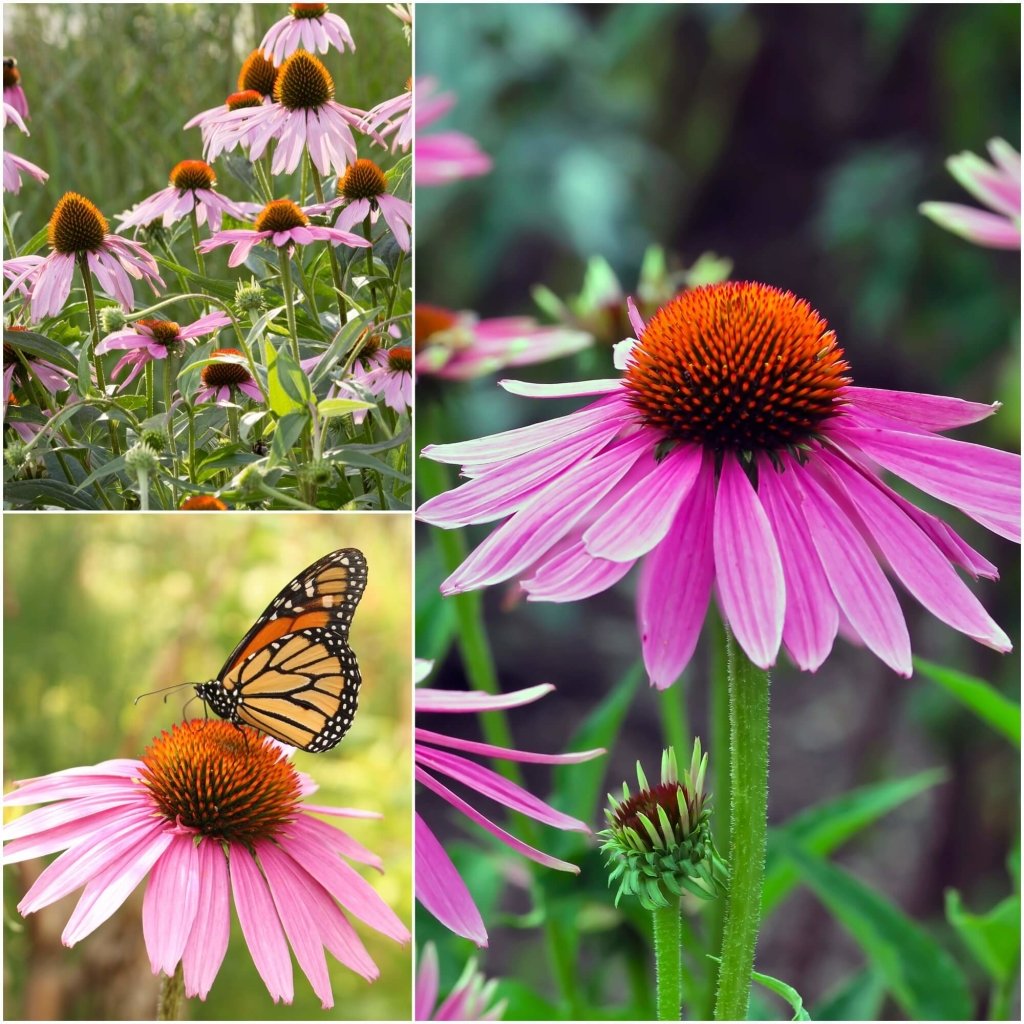 Echinacea angustifolia seeds - Happy Valley Seeds