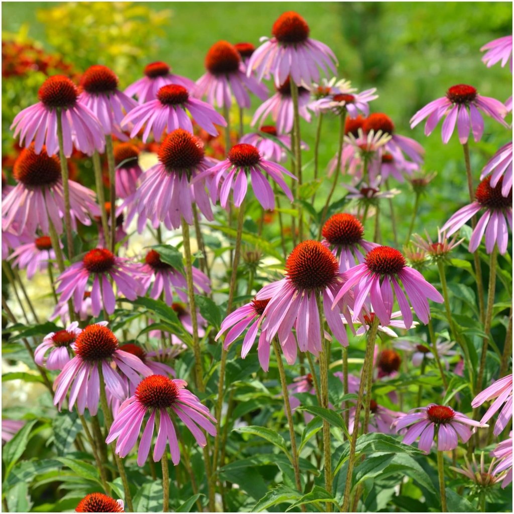 Echinacea - Purpurea seeds - Happy Valley Seeds