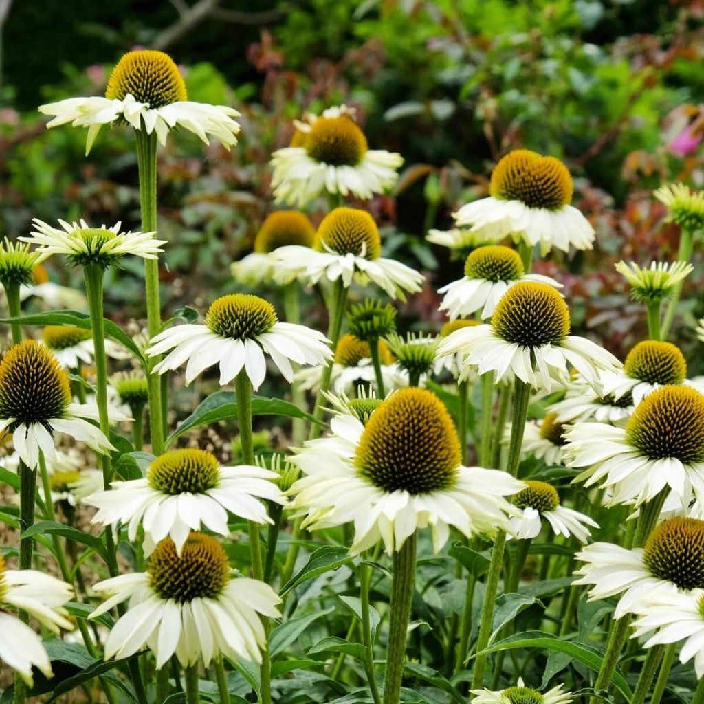 Echinacea - White Swan seeds - Happy Valley Seeds