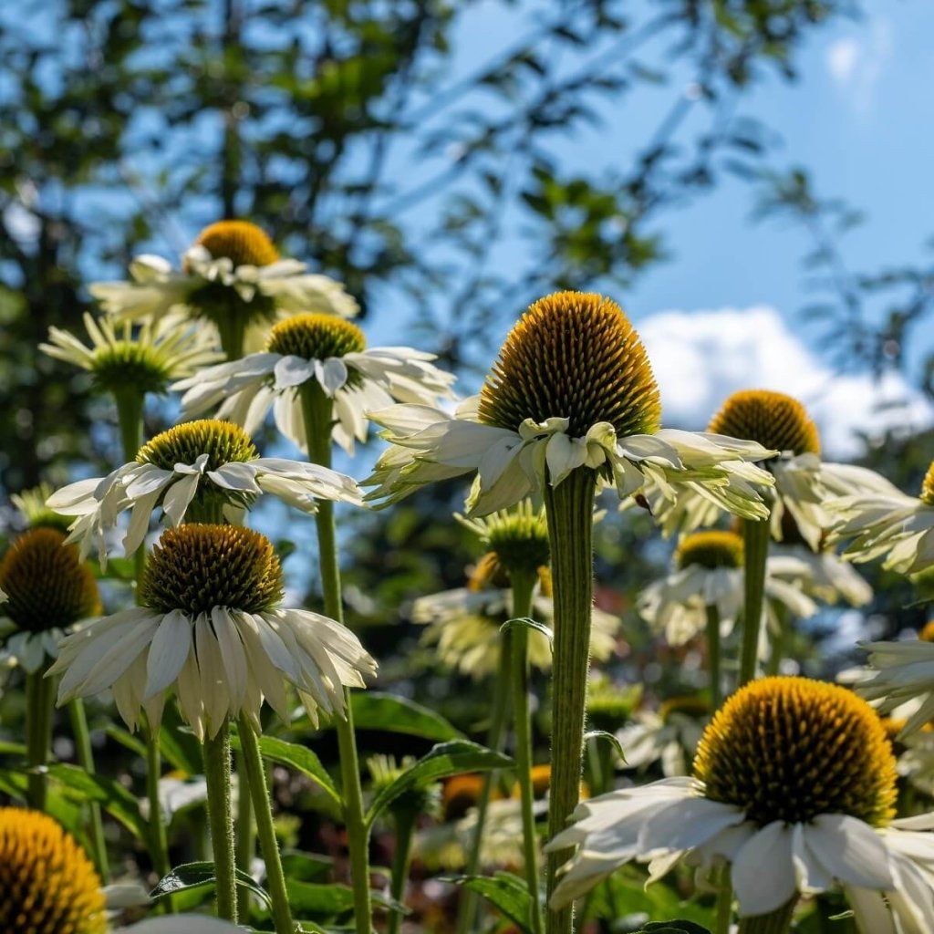 Echinacea - White Swan seeds - Happy Valley Seeds