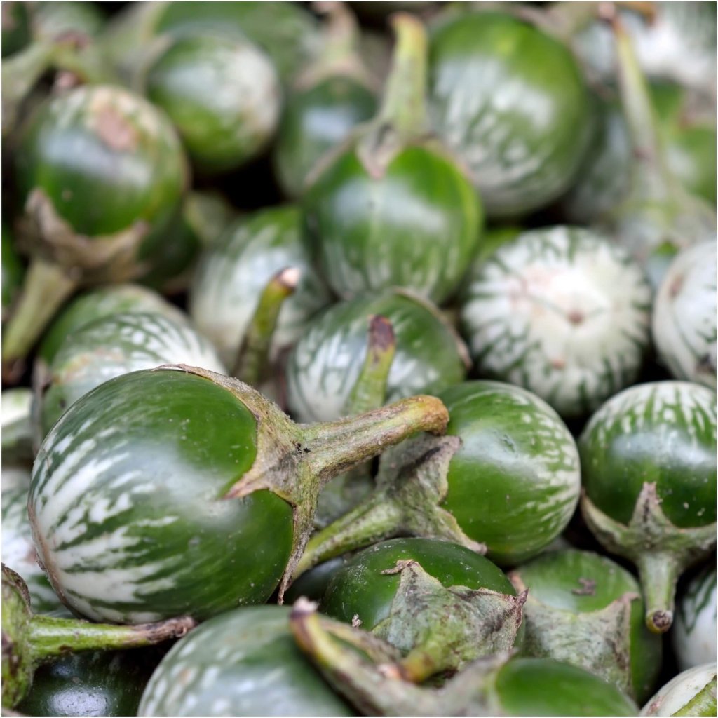 Eggplant - Asian Mini Green F1 seeds - Happy Valley Seeds