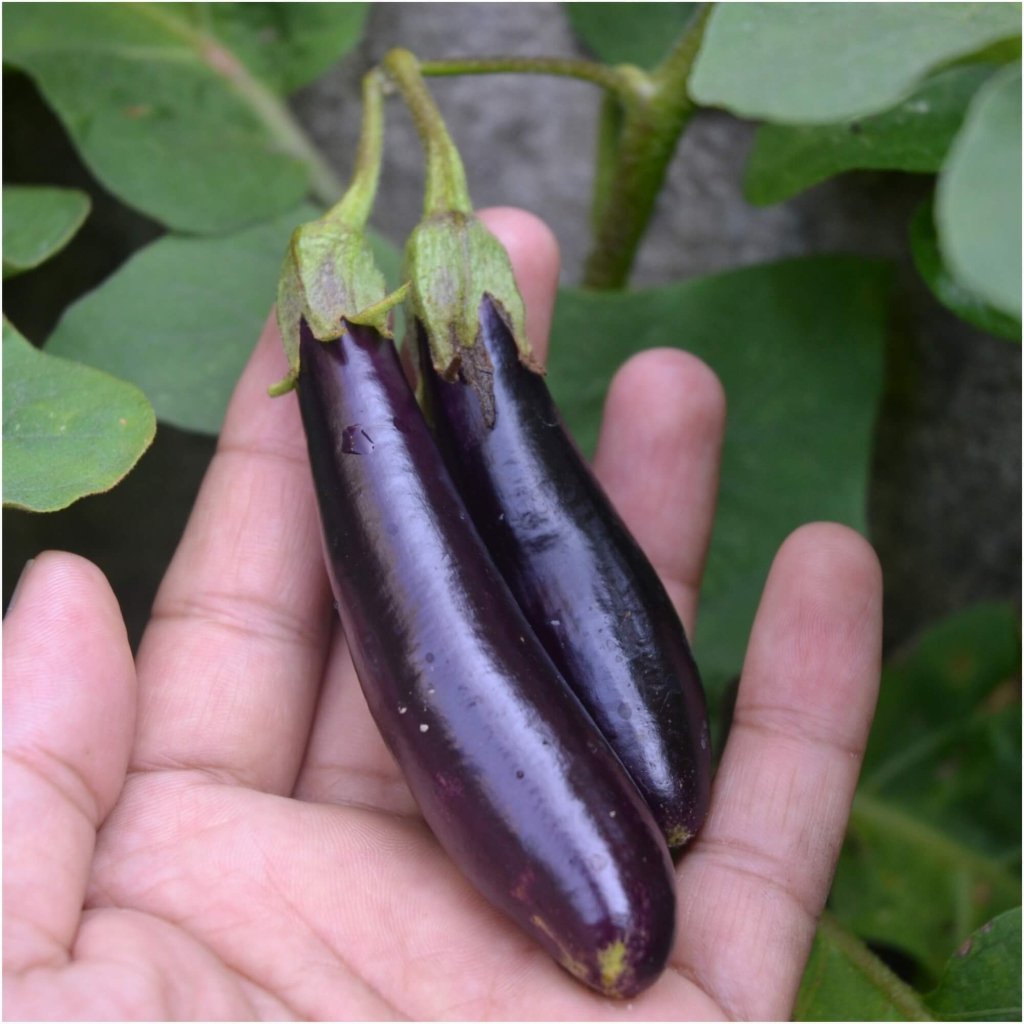 Eggplant - Baby Fingers F1 seeds - Happy Valley Seeds
