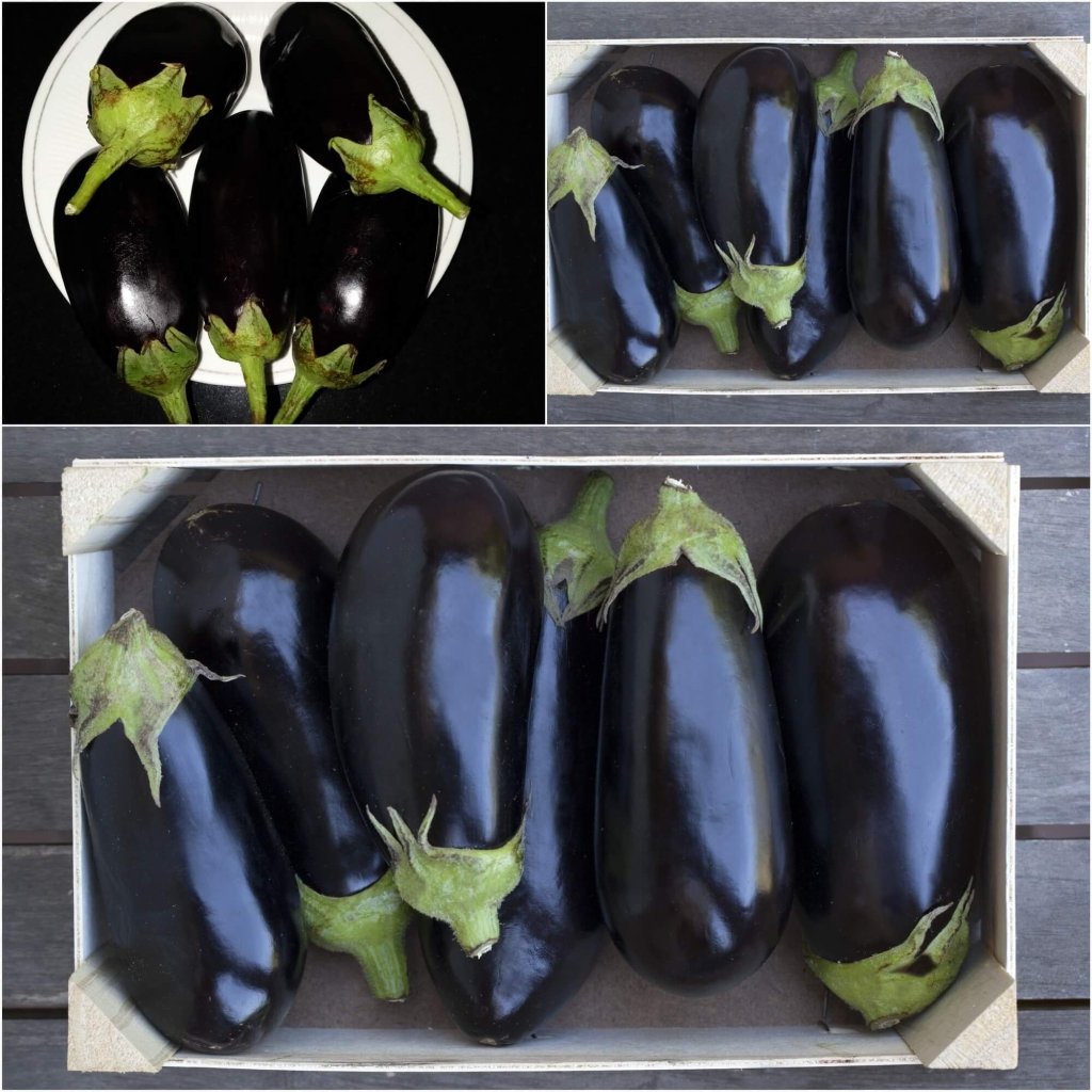 Eggplant - Black Beauty seeds - Happy Valley Seeds