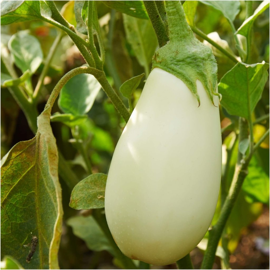 Eggplant - Casper seeds - Happy Valley Seeds