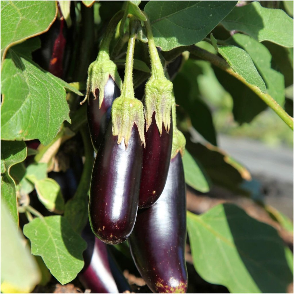 Eggplant - Little Fingers seeds - Happy Valley Seeds