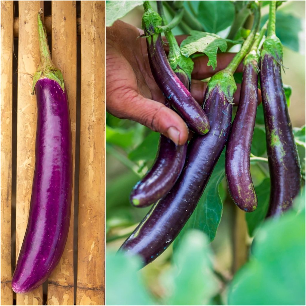 Eggplant - Long Purple seeds - Happy Valley Seeds