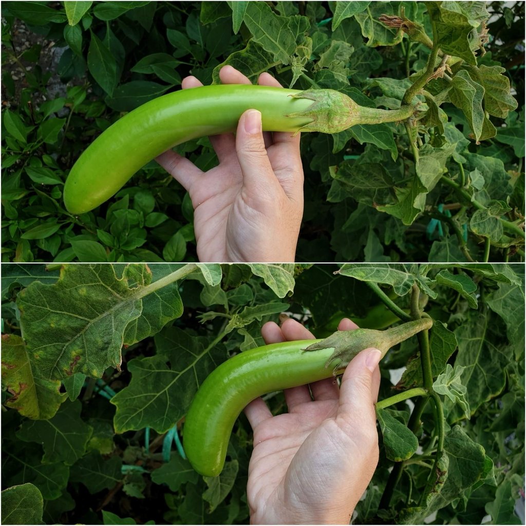 Eggplant - Louisiana seeds - Happy Valley Seeds