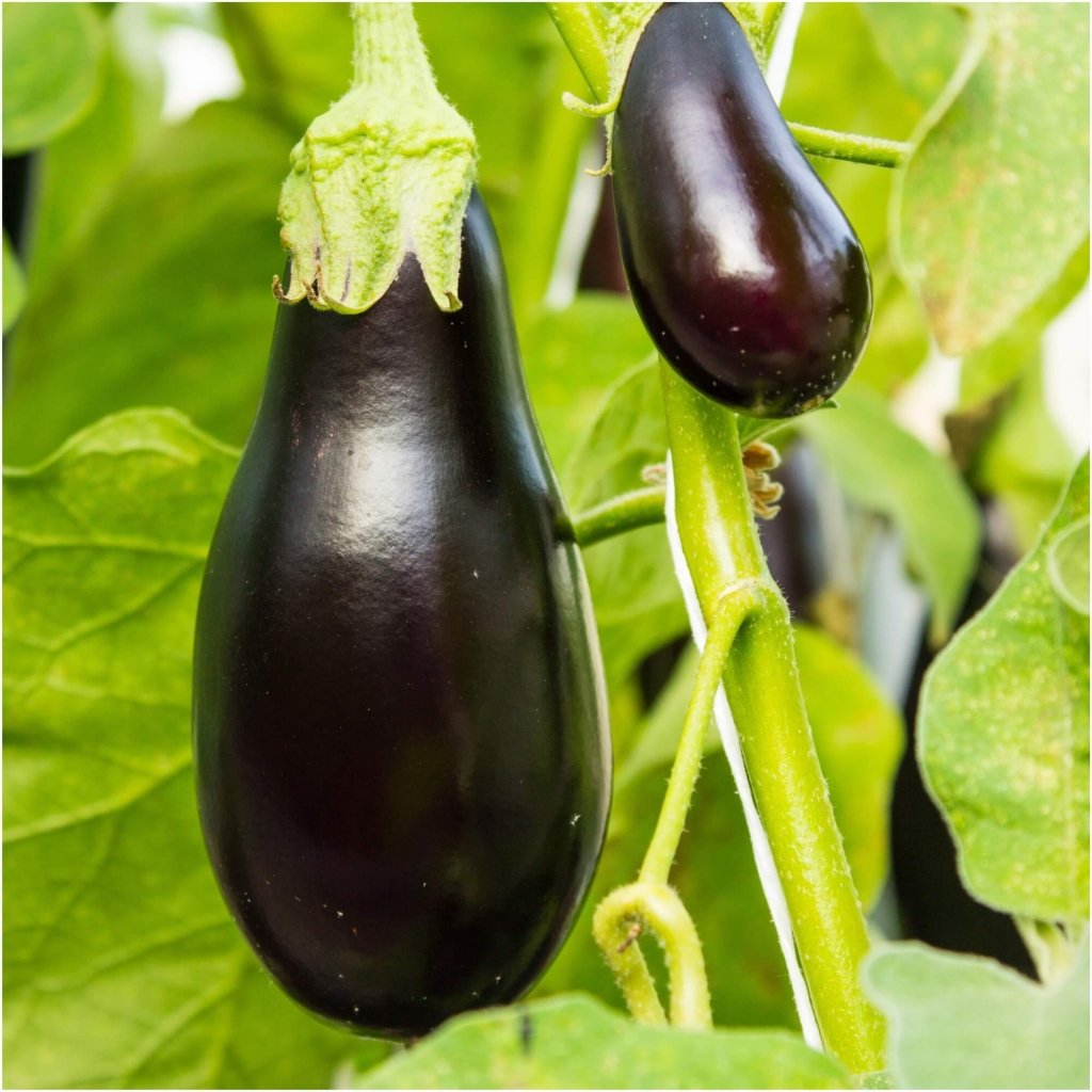 Eggplant - Market Supreme seeds - Happy Valley Seeds
