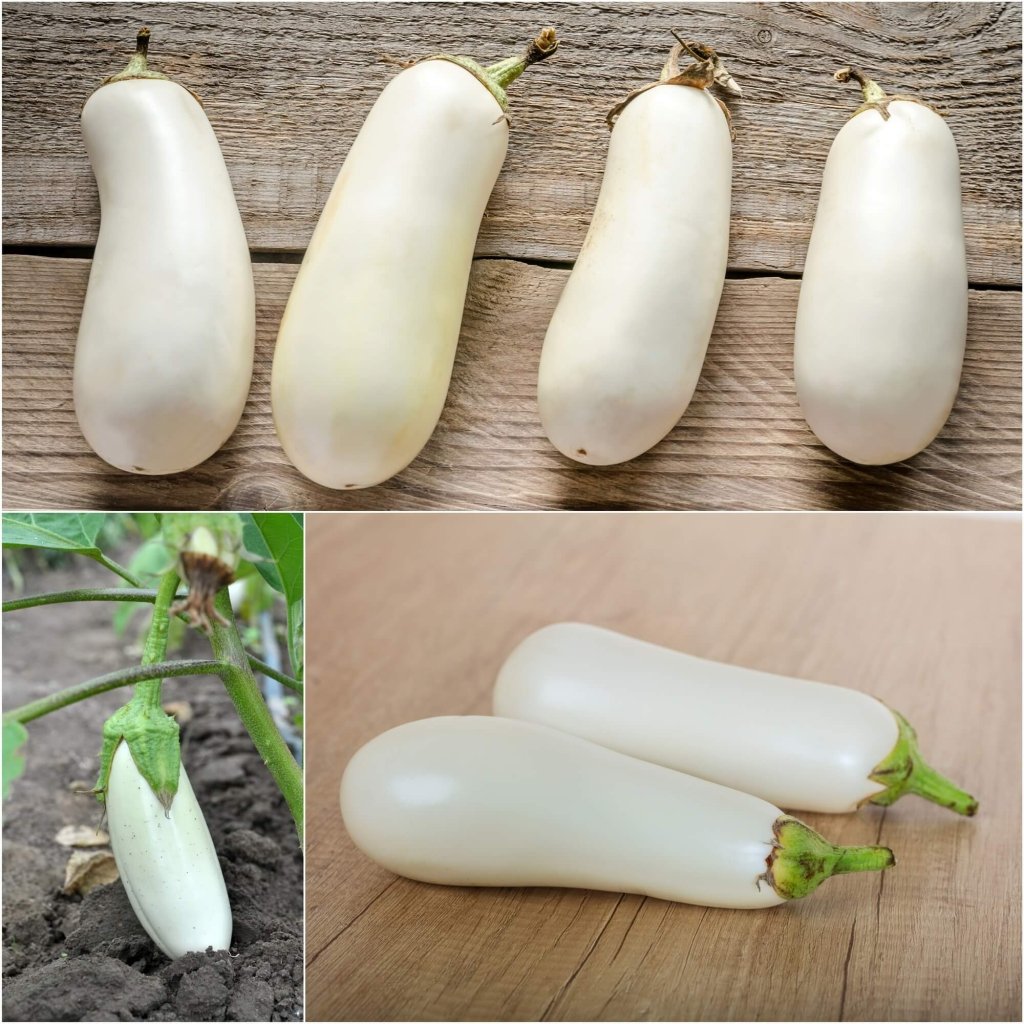 Eggplant - Oriental White F1 seeds - Happy Valley Seeds