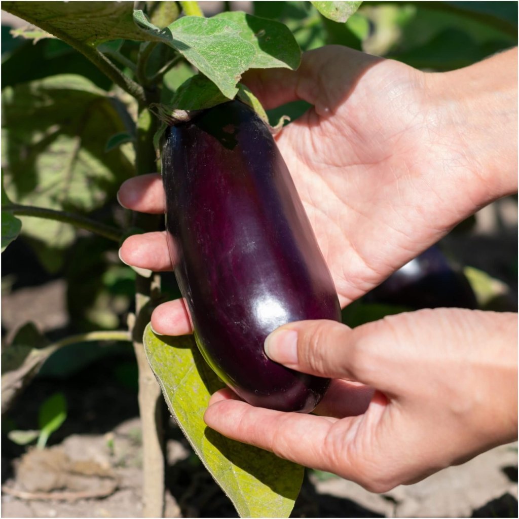 Eggplant - Peto F1 seeds - Happy Valley Seeds