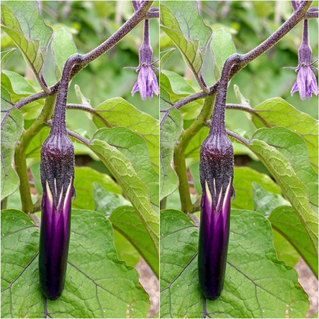 Eggplant - Ping Tung Long seeds - Happy Valley Seeds