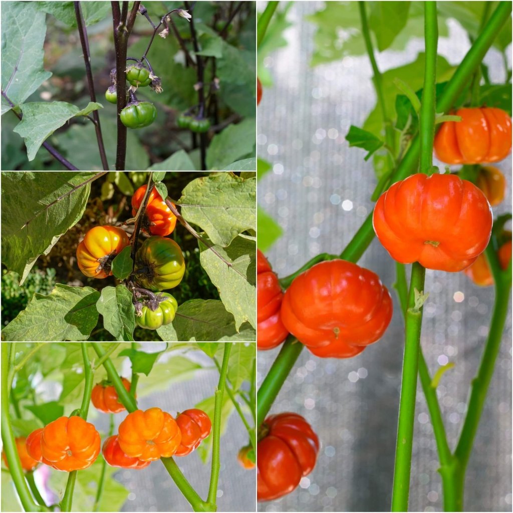 Eggplant - Red Ruffle seeds - Happy Valley Seeds