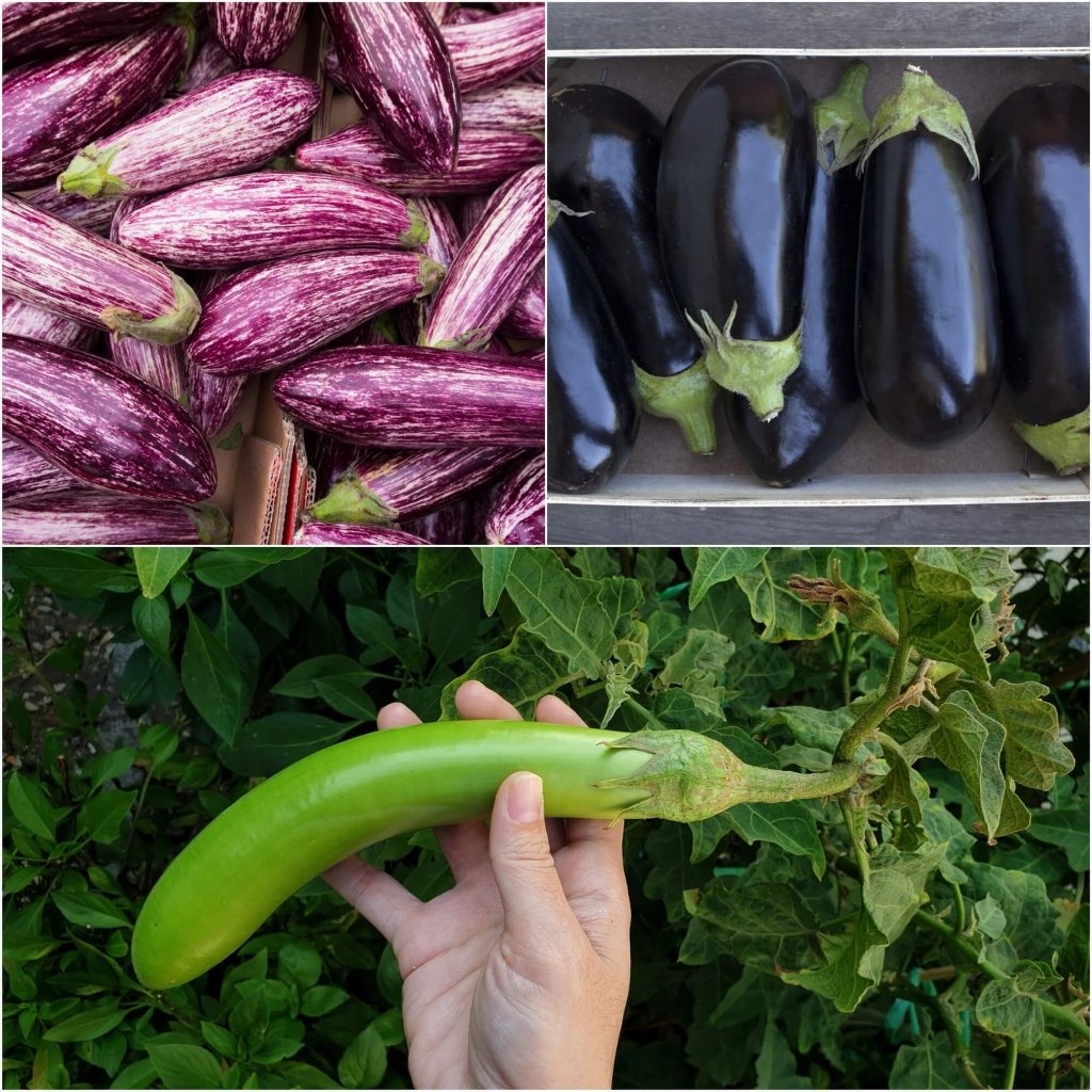 Eggplant Seeds - Assorted 3 Packs - Happy Valley Seeds