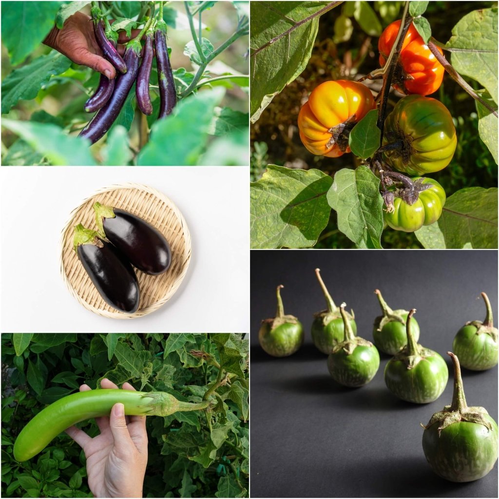Eggplant Seeds - Assorted 5 Packs - Happy Valley Seeds