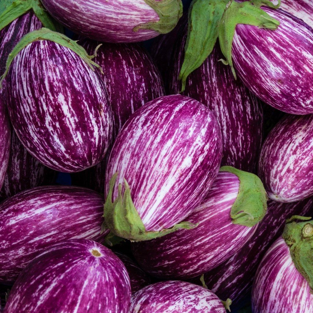 Eggplant - Shooting Stars seeds - Happy Valley Seeds